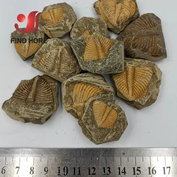 1 Naravnih Trilobite Rep Fosilnih Brachiopod Koralni &Conchostraca Trilobites Krono Insektov Rep Fosilna Izvirna Kamen Poučevanje